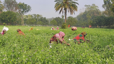 Green pea cultivation.jpg