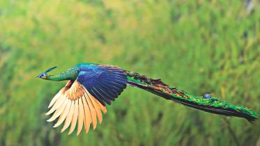 Green Peafowl.jpg