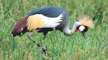 Grey-crowned Crane.jpg