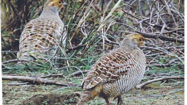 grey francolin.jpg