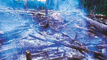 growth of the footprint