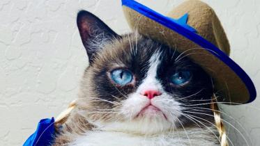 Grumpy-cat.jpg