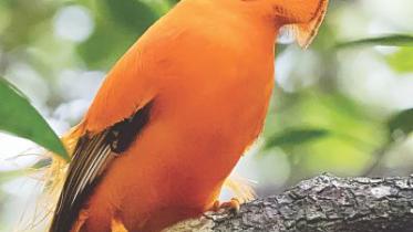 Guaianan cock-of-the-rock.jpg