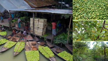 Guava Market- Pirojpur.cover 2.jpg