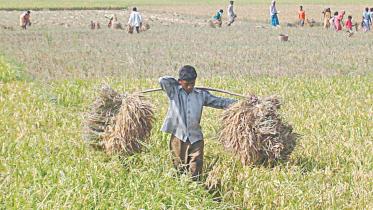 harvest.jpg