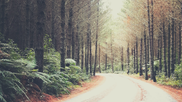 Has young adult fantasy become rote as a genre .png