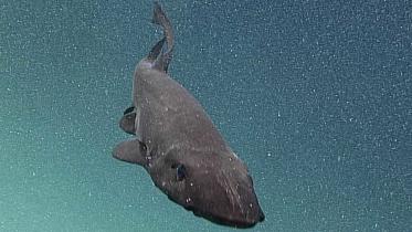 Hawaii-Deep-shark-1WB.jpg