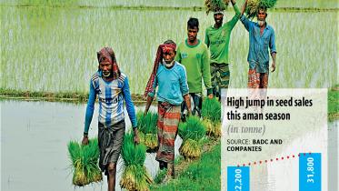 Higher-paddy-prices-1.jpg