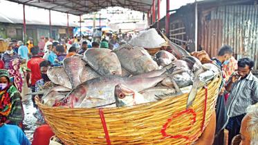 Hilsa Fish