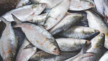 Hilsa Fish Export