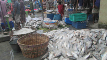hilsa arrive.jpg