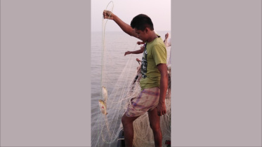 Hilsa fishing rampant.jpg