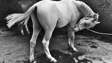 Photography Exhibition at Drik Gallery