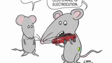 How to stop rats from eating your car
