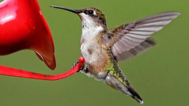 Hummingbird-1-web.jpg