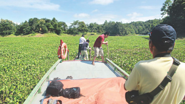 hyacinth Kaptai Lake.jpg