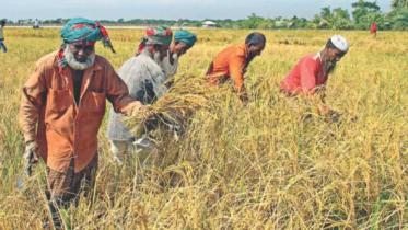 Purchasing of paddy from farmers