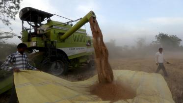 india wheat.jpg
