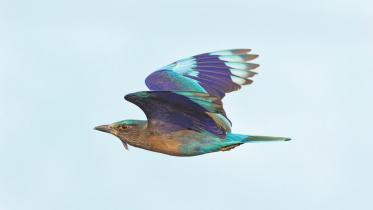 Indian roller (neelkantha).jpg