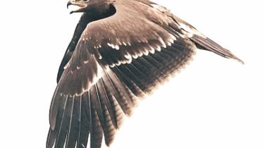 Indian Spotted Eagle.jpg