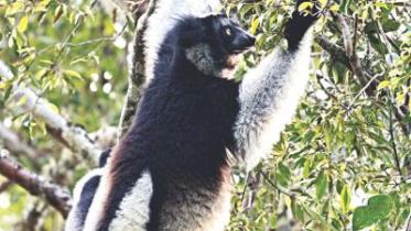 Indri.jpg
