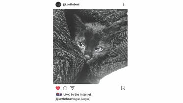 Pet as an online Influencer