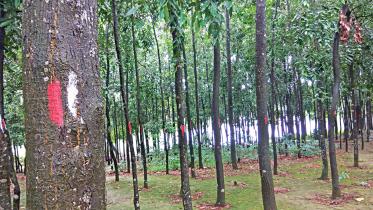 Jahangirnagar university trees.jpg