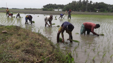 jhenaidah_paddy_photo.jpg