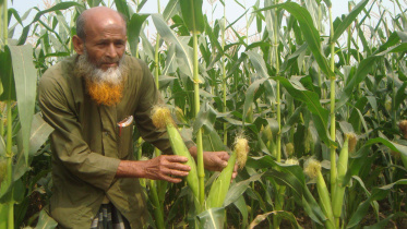 Jhenidah-maize.jpg