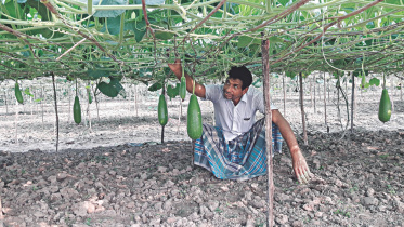 Jhenidah gourd growers.jpg