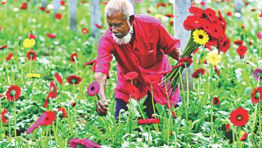 Jhikargachha Flower growers.jpg