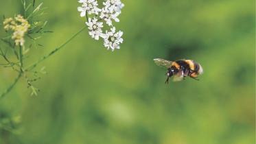 Just a Pair of Wings