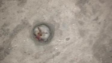 Cats kitten is stuck