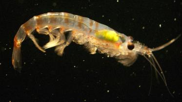 Krill.jpg