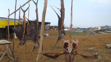 Kuakata fish drying 1.jpg
