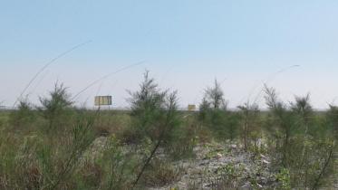 Kuakata forestland grabbed.jpg