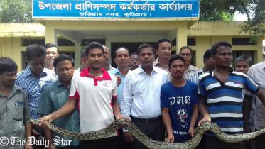 Kurigram-python-wb.jpg