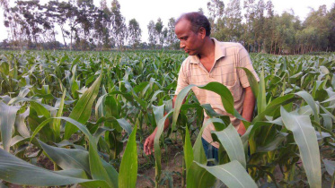 Lalmonirhat-Maize-Cultivation