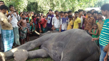 Lalmonirhat elephant.png