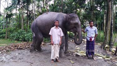 Lalmonirhat farmer.jpg