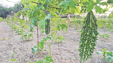 Lalmonirhat farmers1.jpg