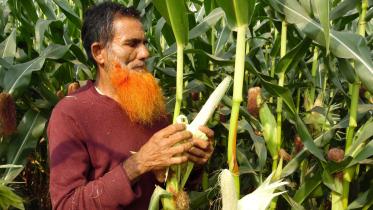 Lalmonirhat farmers 