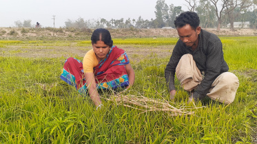 Lalmonirhat farmers setback.jpg