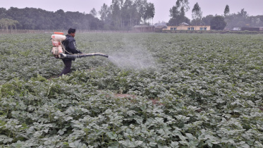 Late blight attack Thakurgaon.jpg