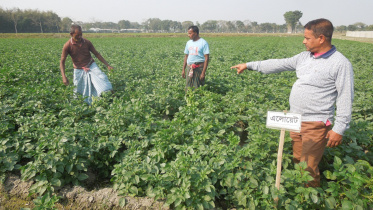 Late blight resistant potato.jpg