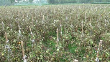 Late blight tomato.jpg