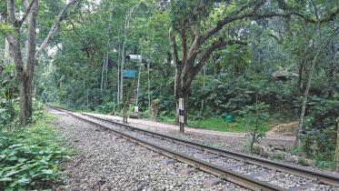 Lawachhara forest.jpg