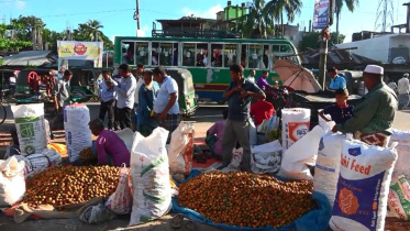 Laxmipur betel nuts.jpg