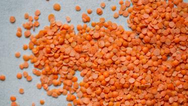 lentil.jpg