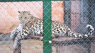leopard.jpg